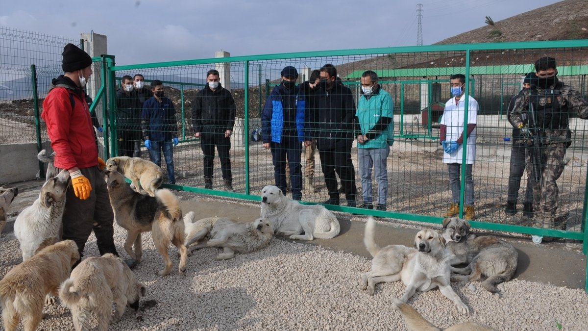 Yüksekova'daki "can dostlar" sıcak yuvalarına kavuştu