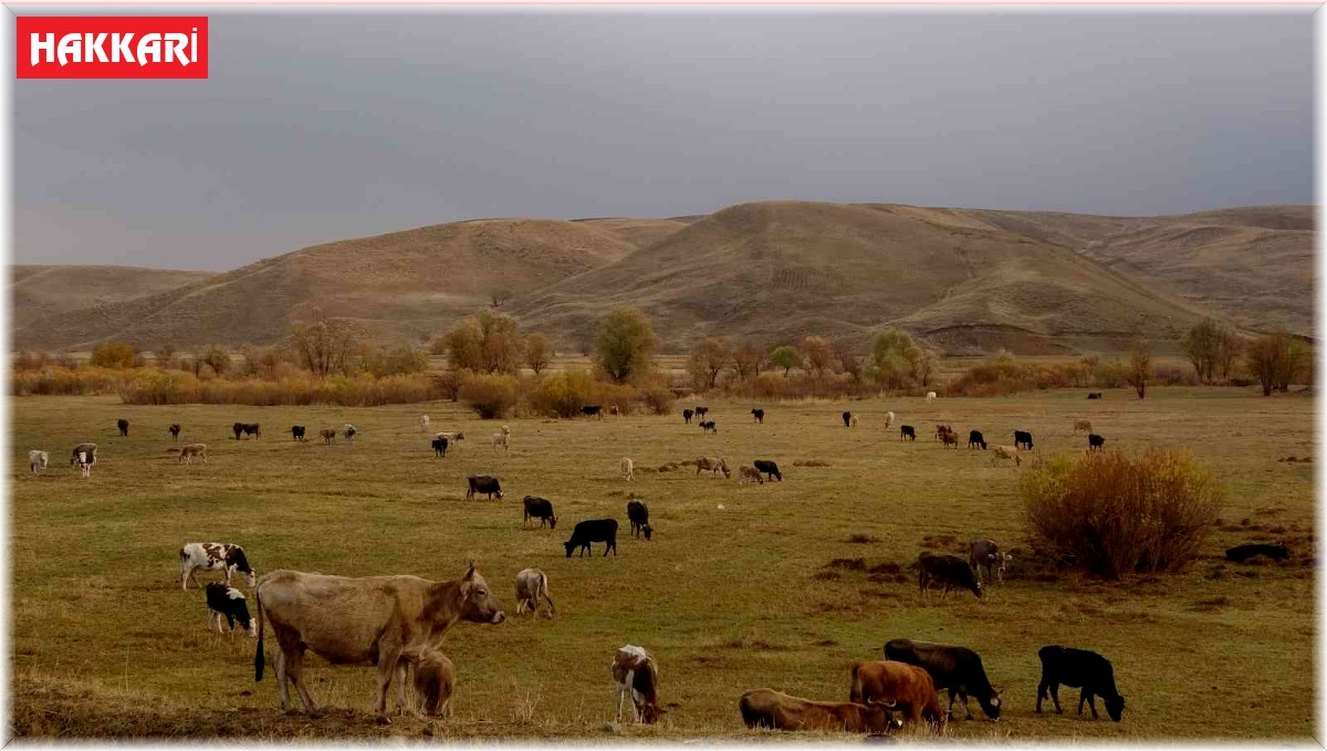 Yüksekova'nın Cilo dağları beyaza bürünürken, ova ise sonbahar güzelliğini yaşıyor