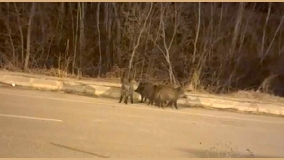 Yüksekova'nın farklı noktalarında domuz sürüleri görüntülendi