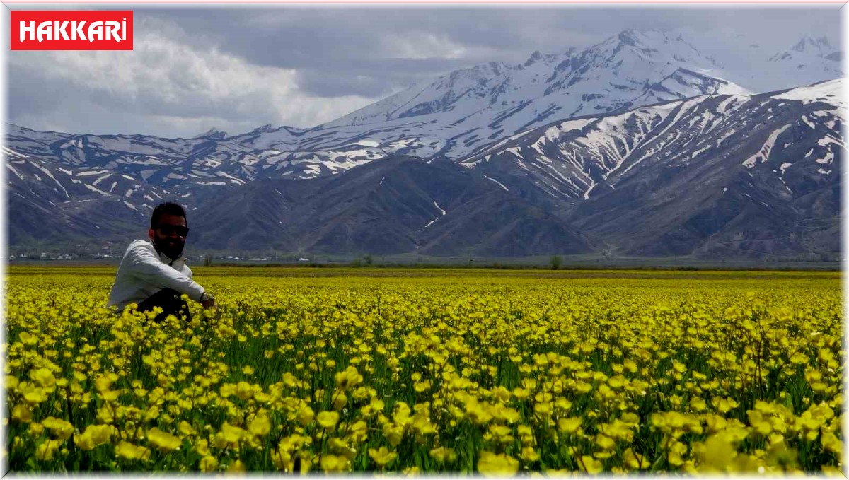 Yüksekova'nın ovası sarı çiçeklerle rengarenk oldu