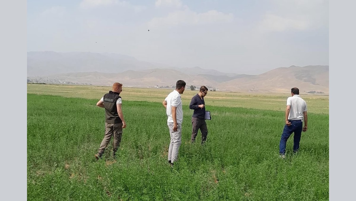Yüksekova'nın ovasında yem bitkileri incelendi