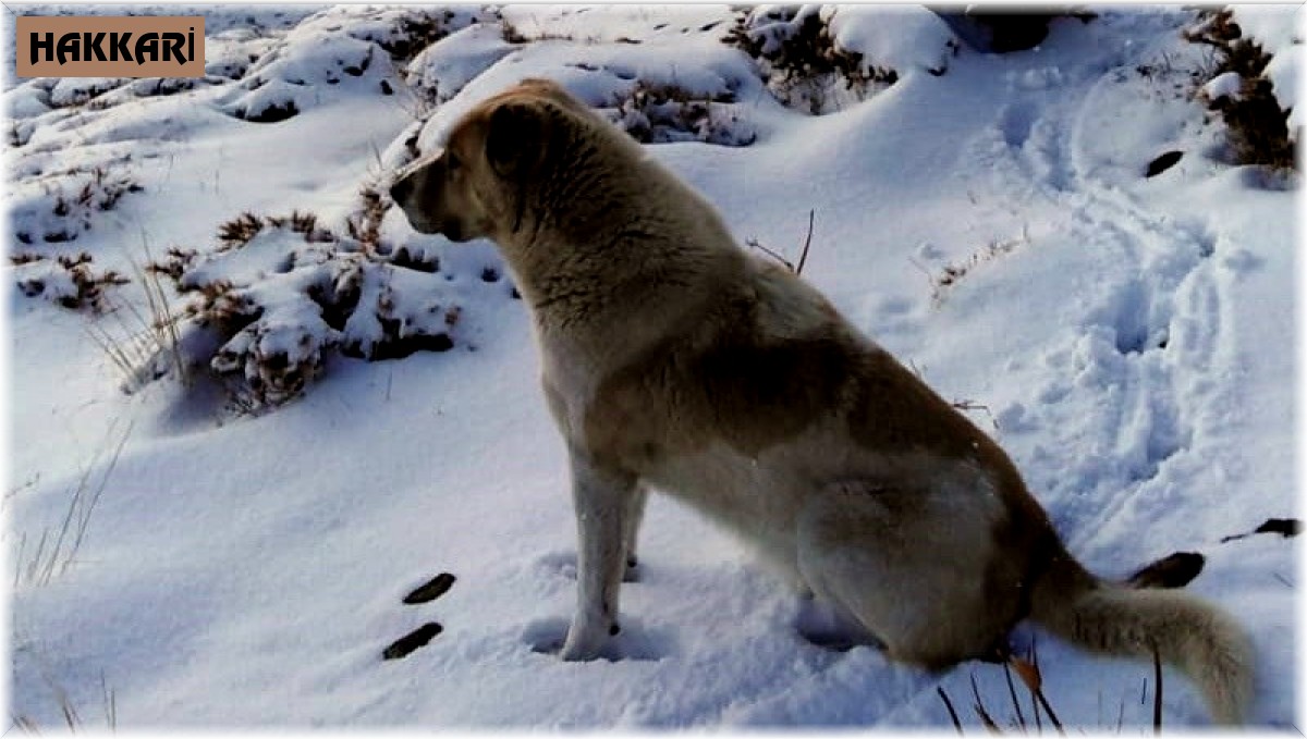 Yüksekova'nın yüksek kesimlerinde kar 5 santimetreyi buldu