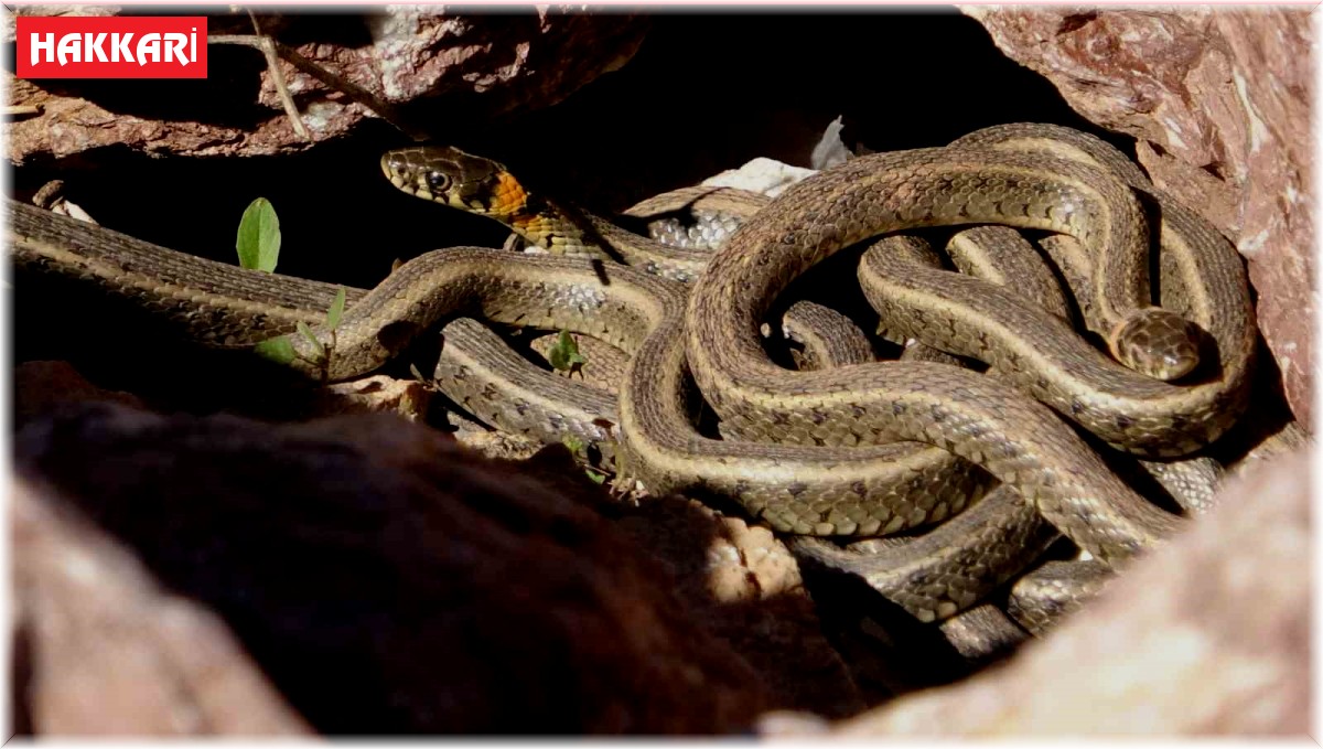 Yüksekova'nın zararsız yılanları ortaya çıkmaya başladı