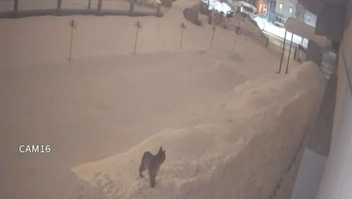 Yüksekova şehir merkezinde vaşak görüntülendi