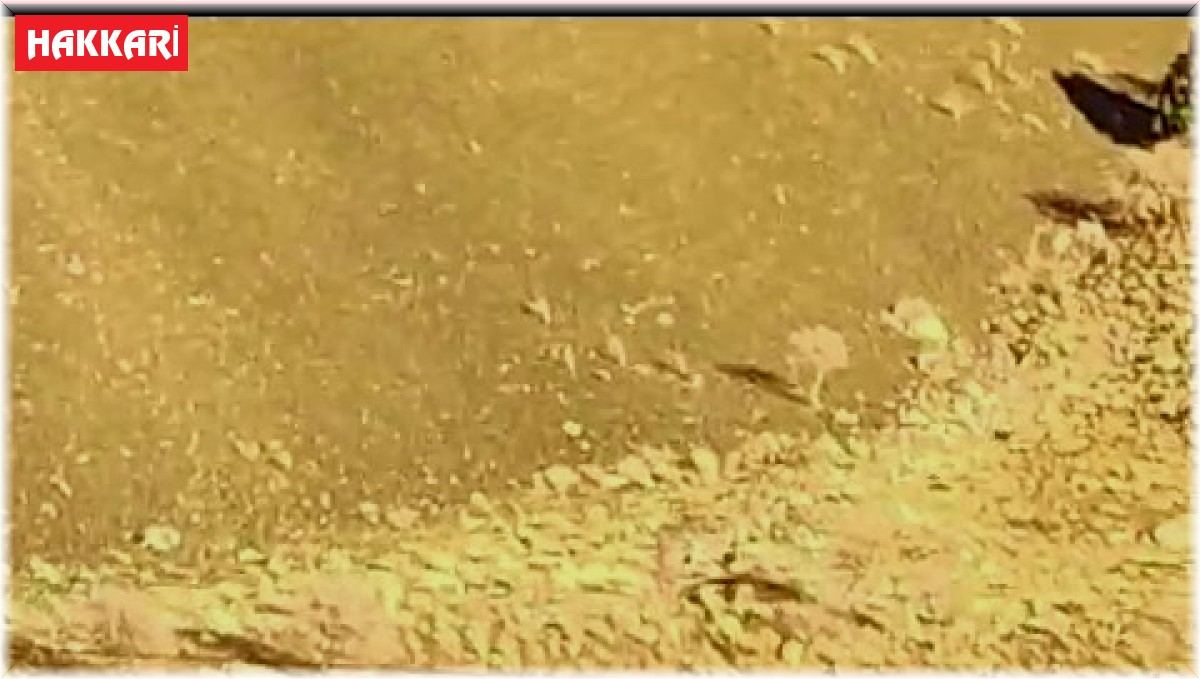 Yüksekova-Van karayolunda sürü halinde dağ keçisi görüntülendi