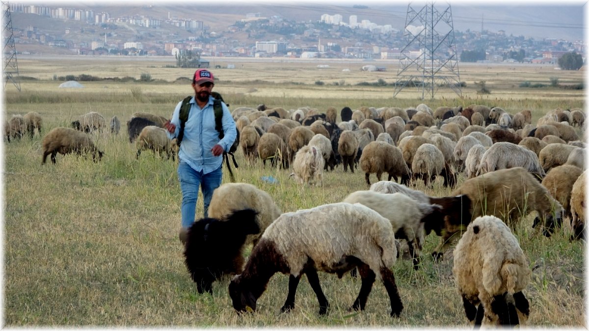 Yüksekova’da etkisini sürdüren kuraklık çobanları da vurdu