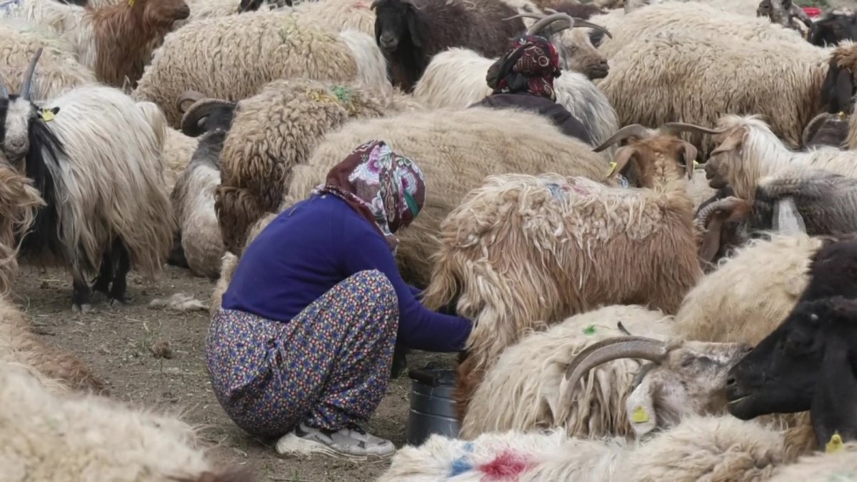 Yüksekovalı berivanların zorlu mesaisi başladı