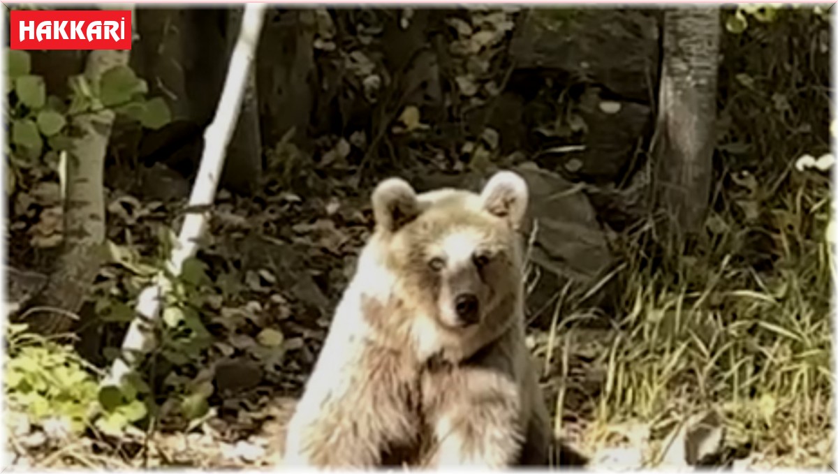 Yüksekovalı doğasever Nemrut'un ayılarını görüntüledi