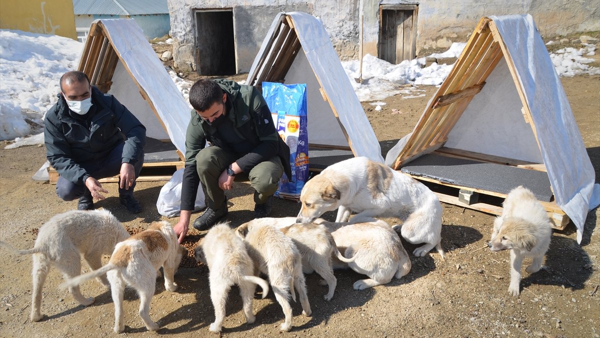 Yüksekovalı hayvanseverler sokak hayvanları için paletlerden barınak yaptı