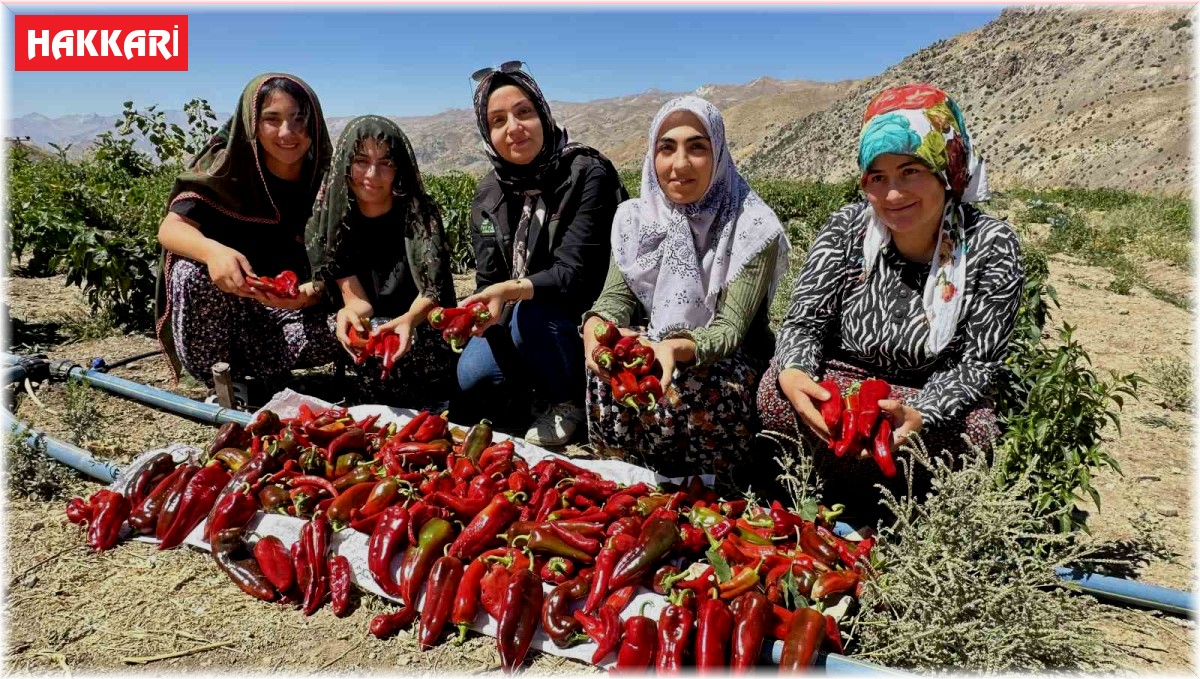Yüksekovalı kadınlar biber hasadına başladı
