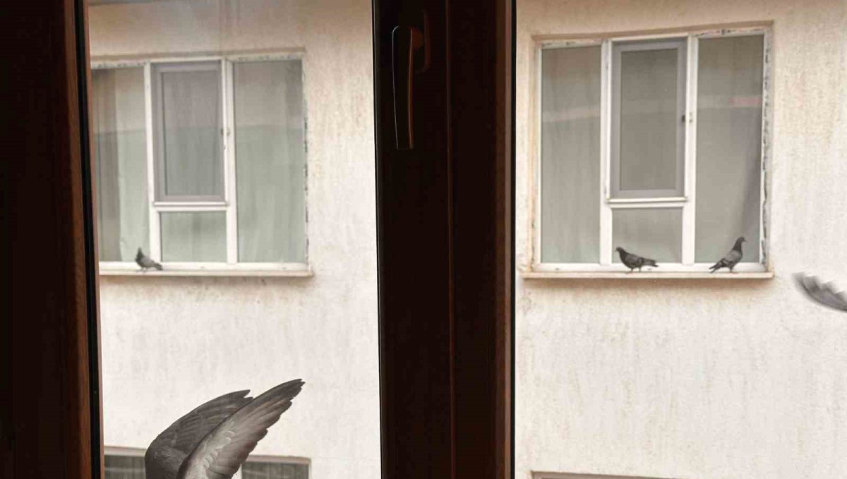 Yürekleri ısıtan davranış: Minik öğrenciden kuşlara ekmek