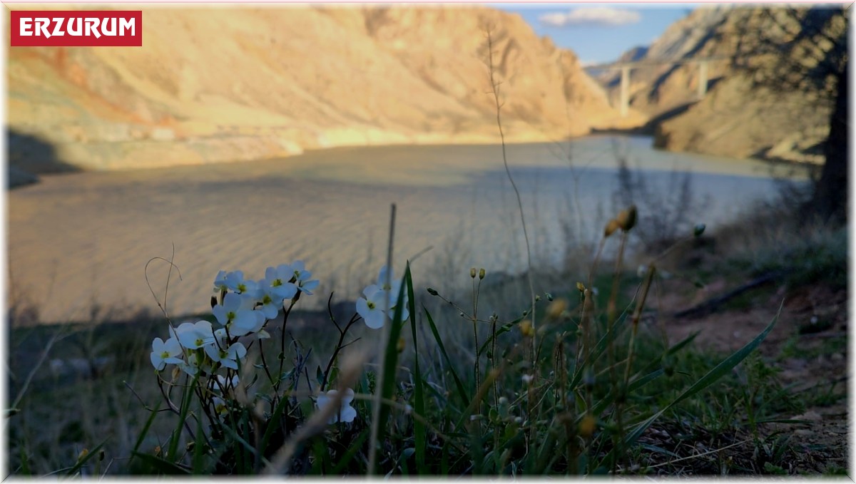 Yusufeli baraj suları, Erzurum sınırına dayandı