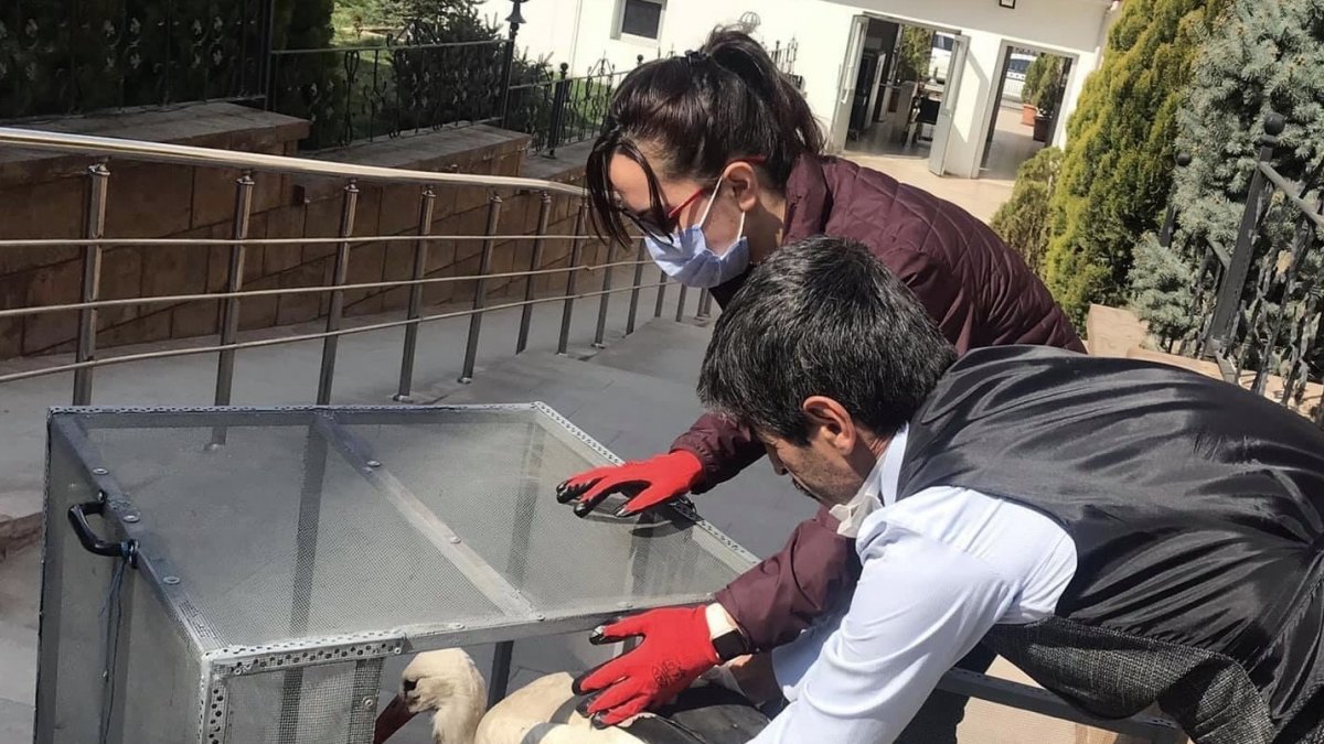 Yuvadan düşen leylek tedavi altına alındı