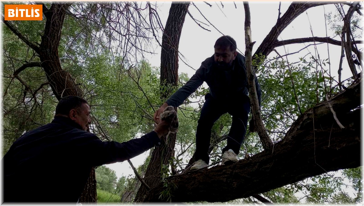 Yuvadan düşen yavru baykuş için seferber oldular