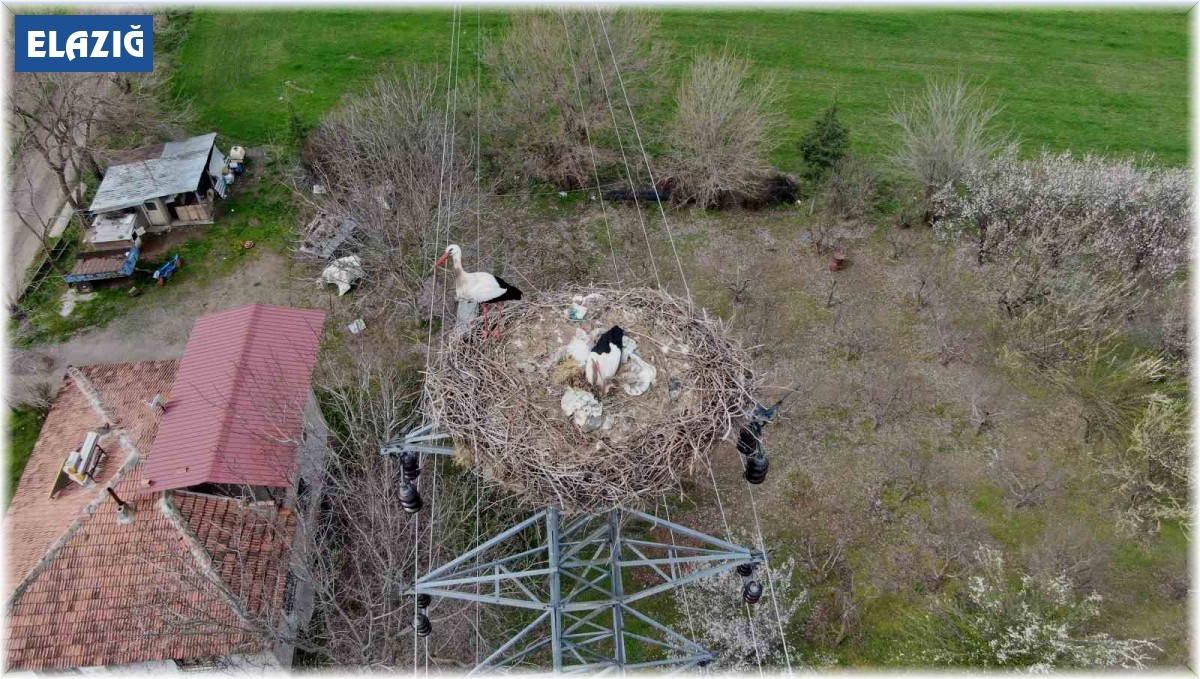 Yuvalarına dönen leylekler kuluçkaya yattı