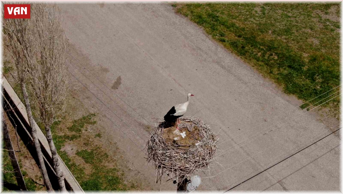 Yuvalarına dönen leylekler kuluçkaya yattı