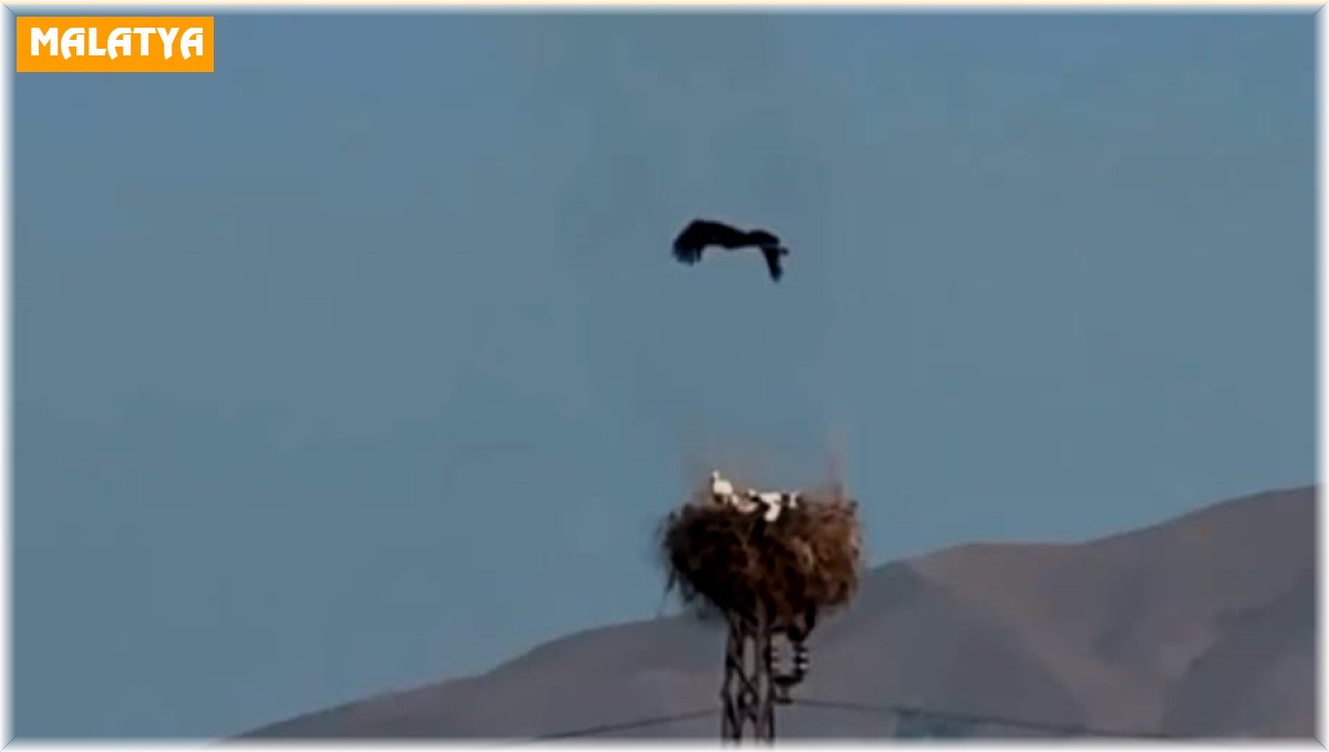 Yuvasında yangın çıkan leyleğin yavrularını kurtarma çabası sonuçsuz kaldı