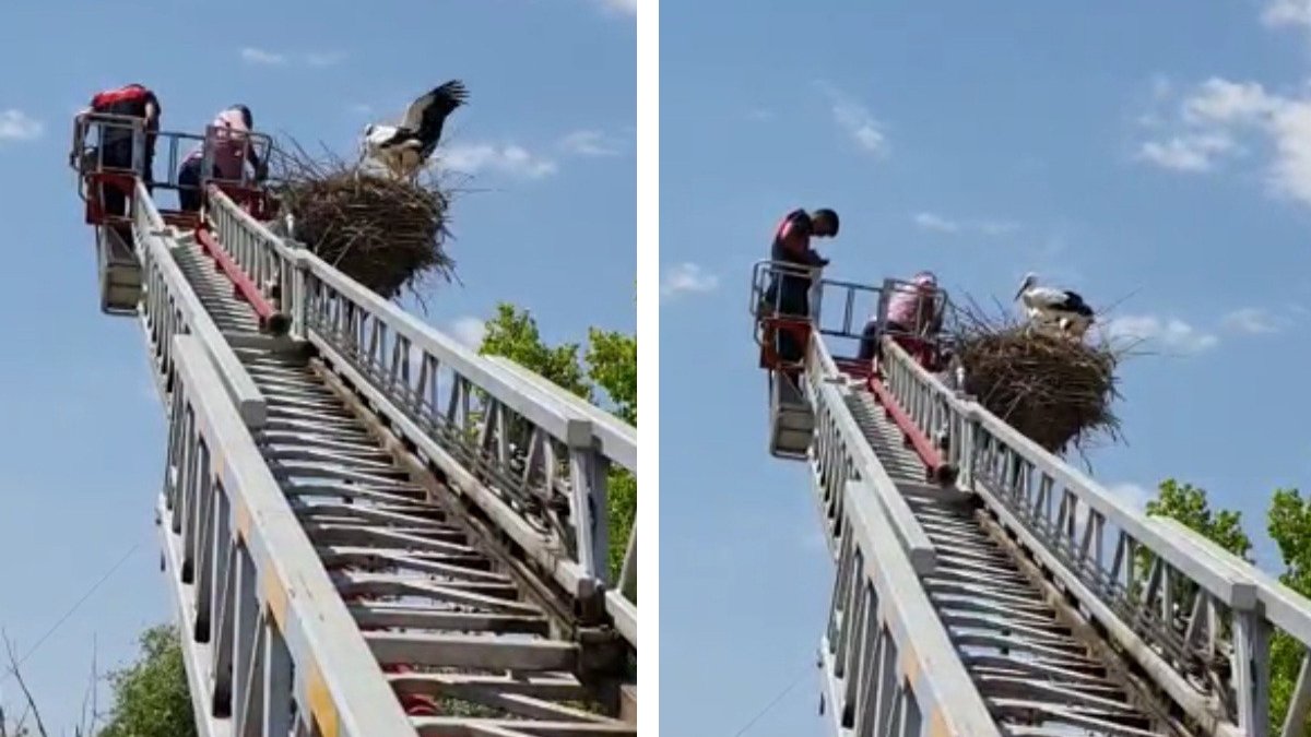 Yuvasından düşen yavru leyleği itfaiye ekibi kurtardı