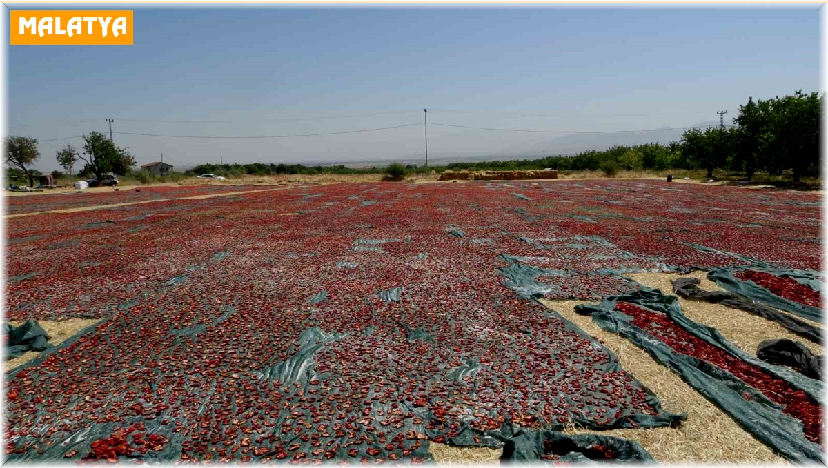 Yüzlerce dönüm arazide kurutulmuş domatesler ihrac ediliyor