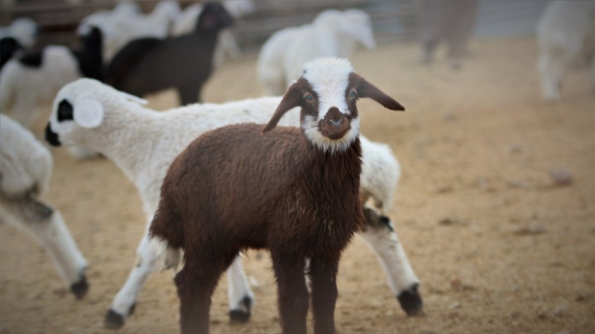 Yüzlerce kuzunun anneleriyle duygusal buluşması