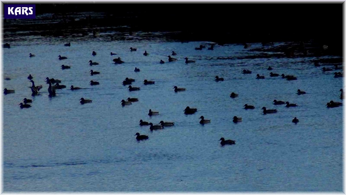 Yüzlerce yaban ördeği Kars Çayı'nda görüntülendi