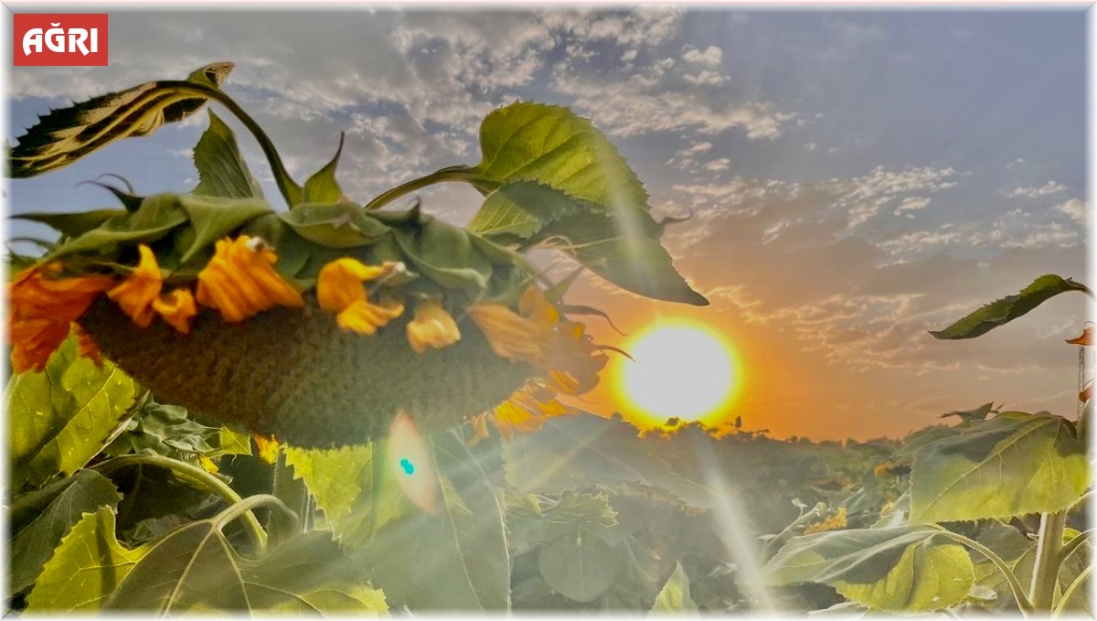 Yüzünü güneşe dönen "Günebakanlar" göz kamaştırdı