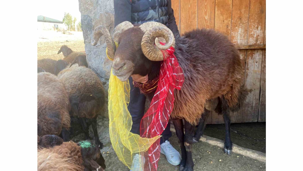 Yüzyıllık "koç katımı" geleneği Ağrı'da yaşatılıyor