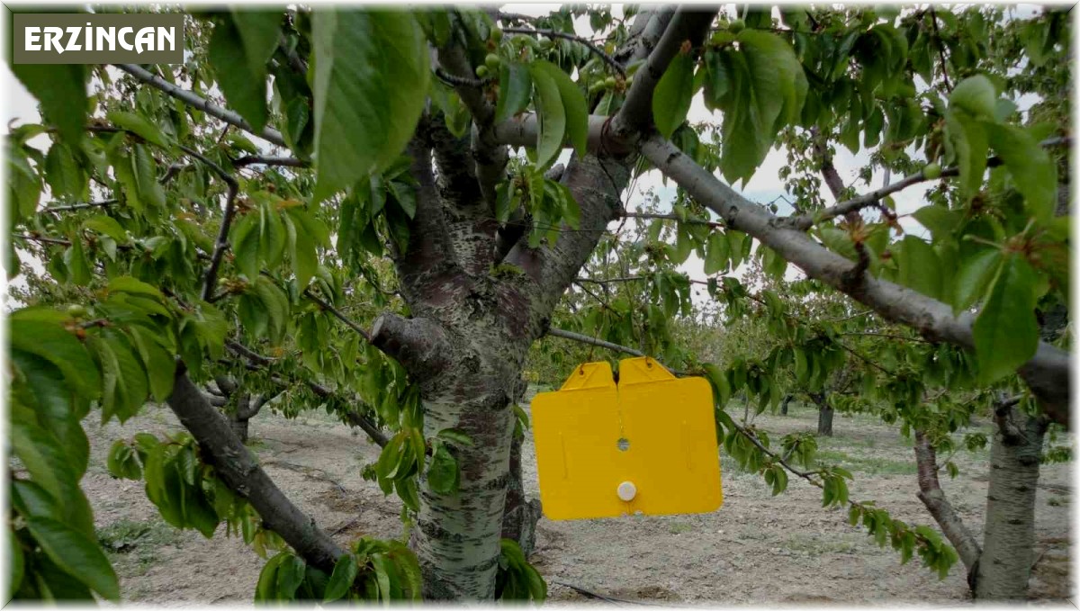 Zararlı sinek tuzakları asıldı