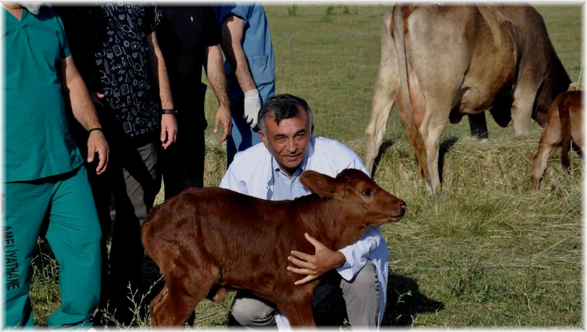 Zavot ırklarına embriyo transferi