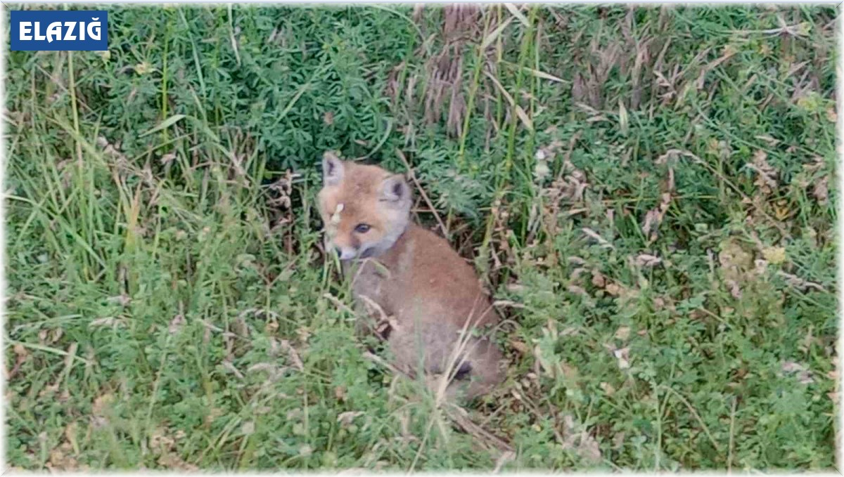 Zehrine aldırmadı, boyundan büyük işe kalkıştı