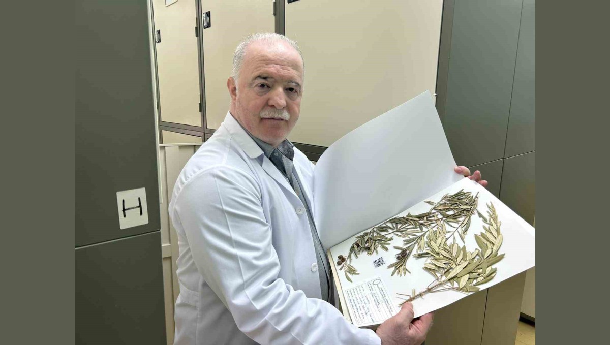 Zeytin ağacından gelen delil: Nuh'un Gemisi Cudi Dağı'nda