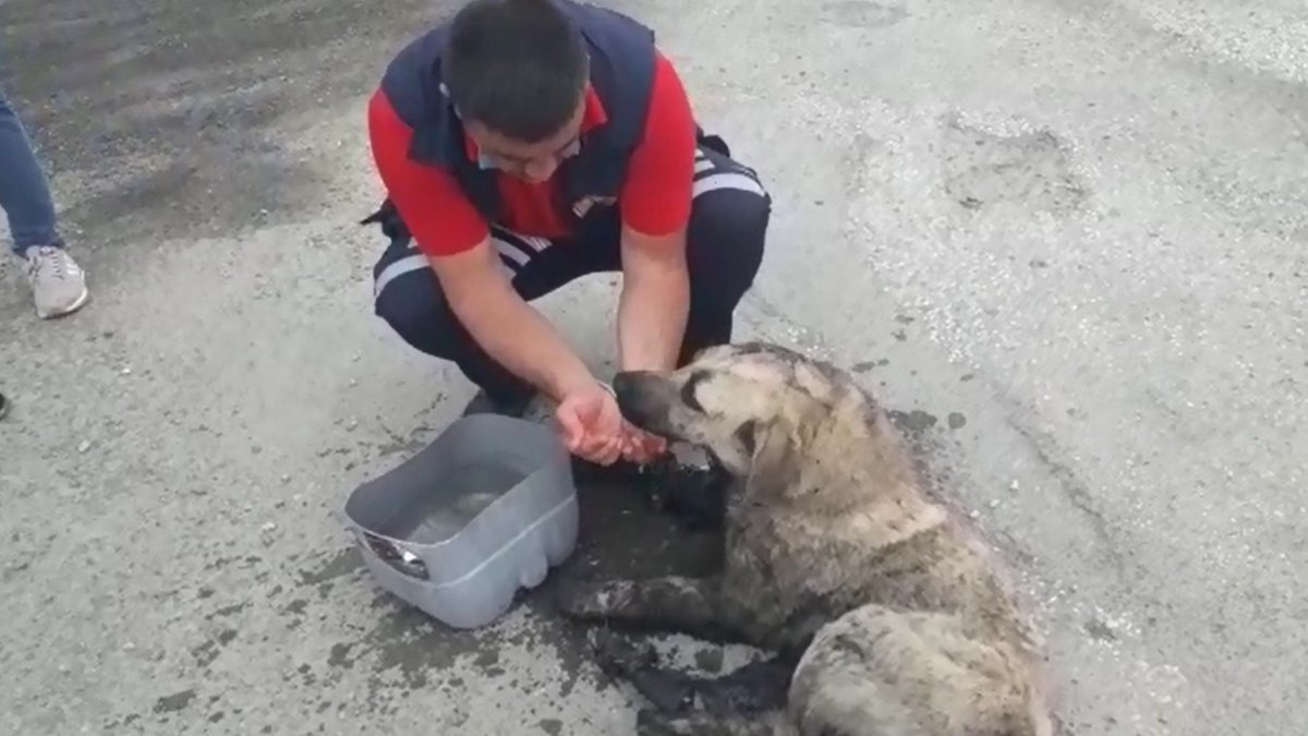 Zifte yapışan köpek itfaiye ekiplerince kurtarıldı