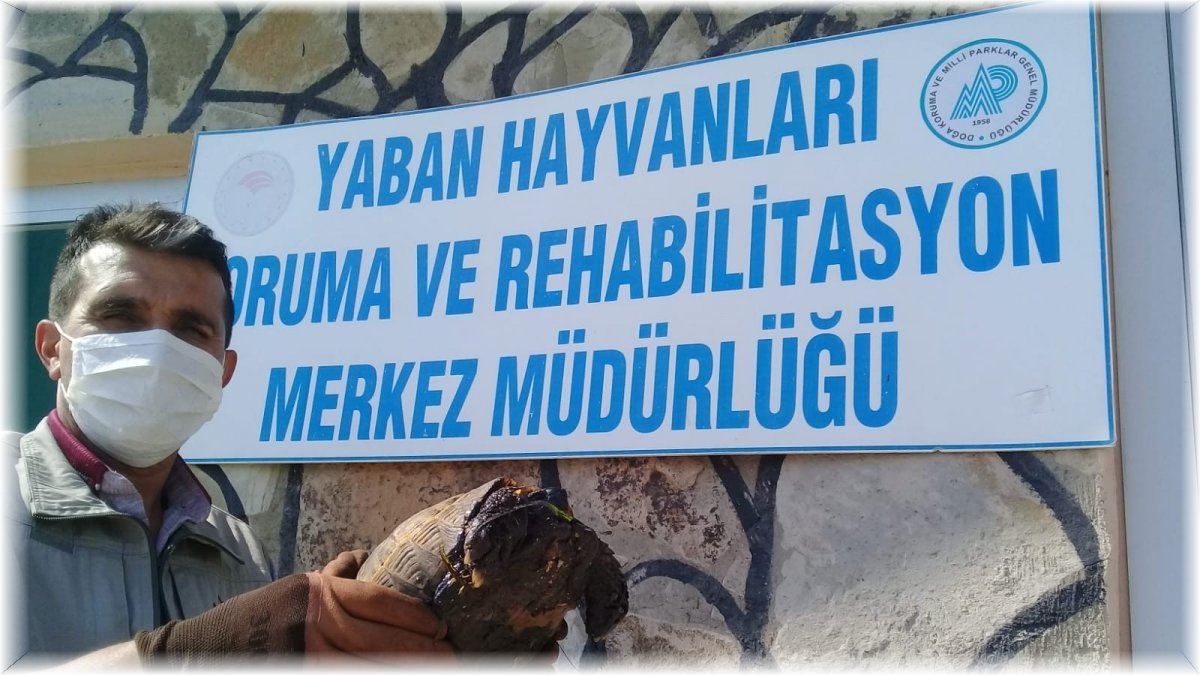 Ziftte bulanmış kaplumbağa temizlenerek doğaya salındı