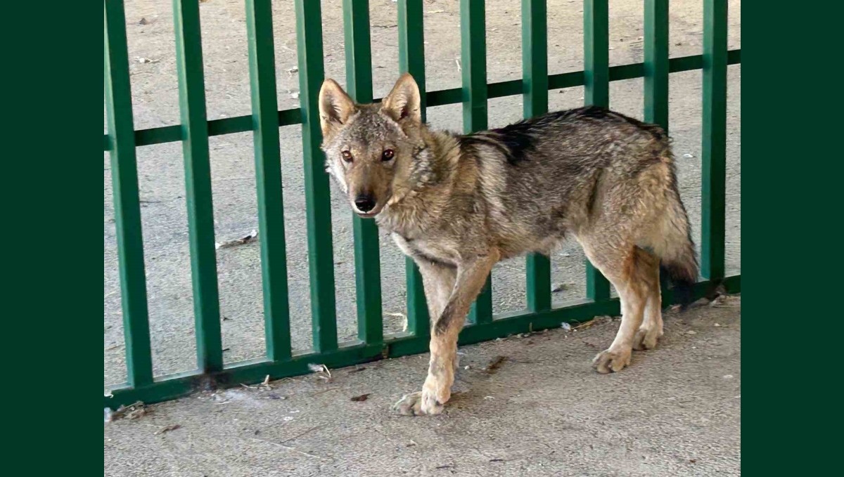 Zincire vurulmuş halde bulunan kurt rehabilite ediliyor