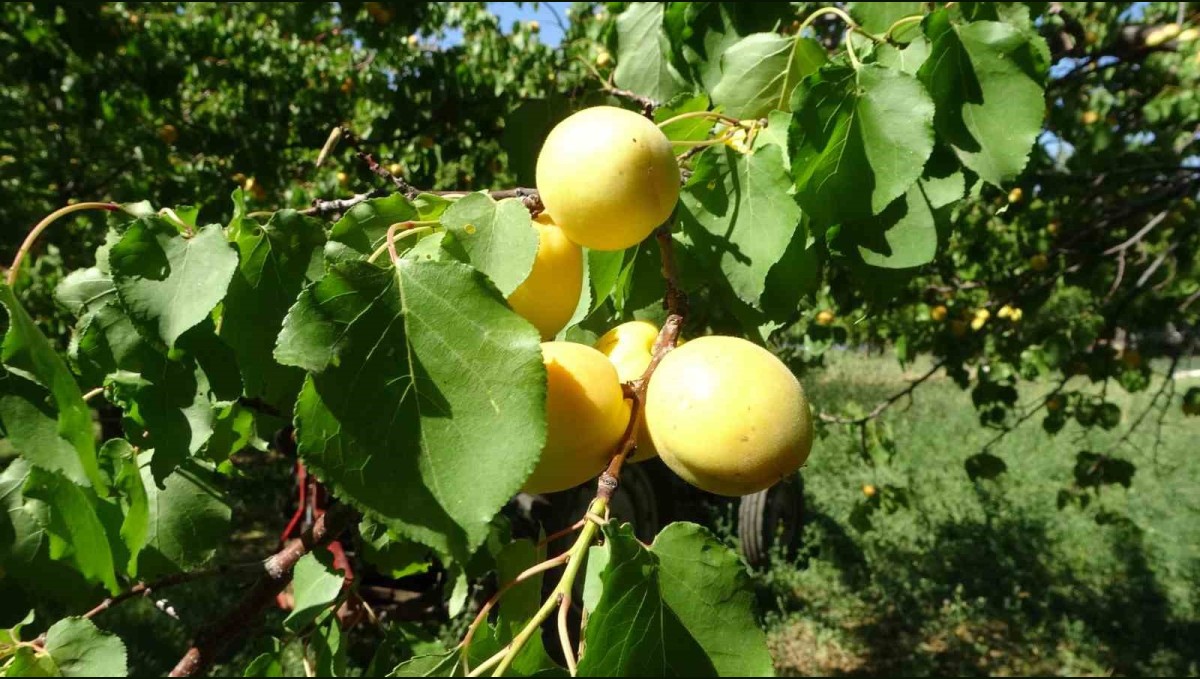 Zirai dona rağmen kuru kayısı ihracatı devam ediyor