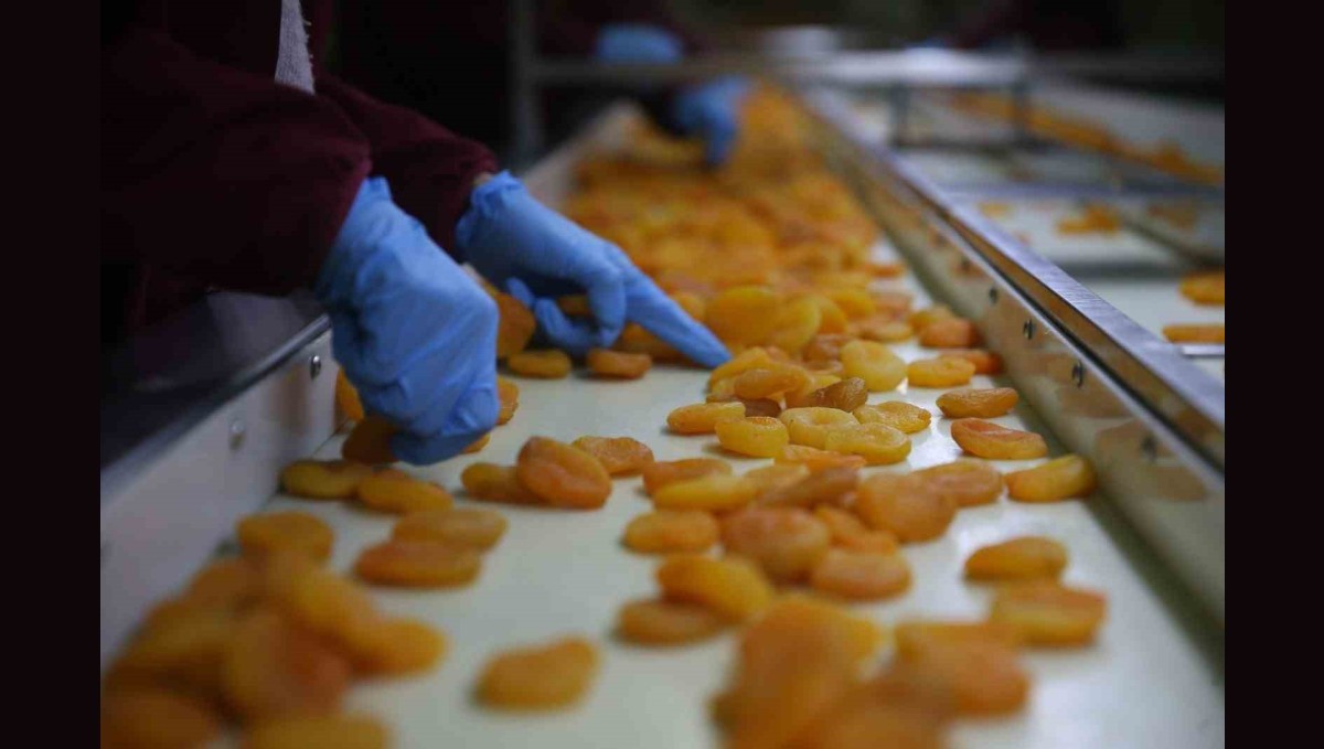 Zirai donun vurduğu coğrafi işaretli Malatya kayısısında hedef 300 milyon dolar gelir