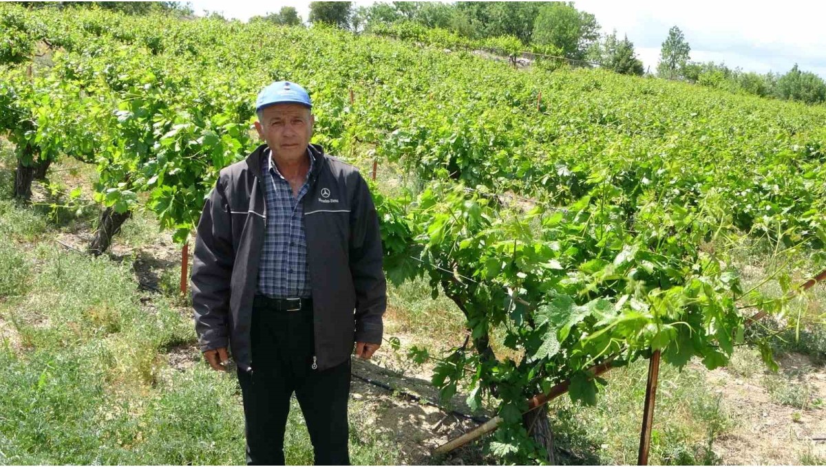 Zirai donun vurduğu tescilli "köhnü" üzümünde umutlar yapraklarda