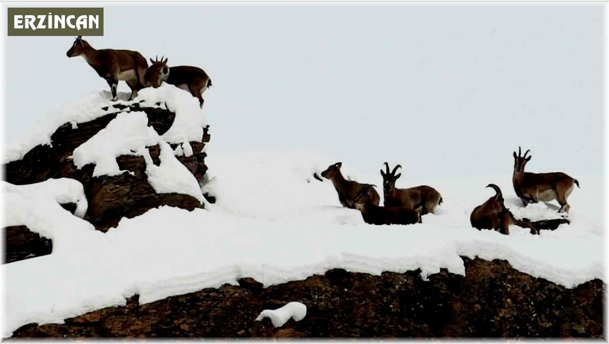 Zirvesi karla kaplanan dağda gezinen dağ keçileri havadan görüntülendi