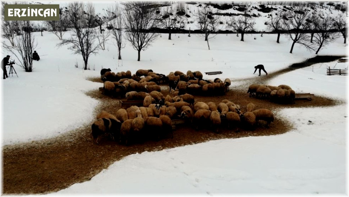 Zorlu kış şartlarında besicilerin 'kuzu' mesaisi