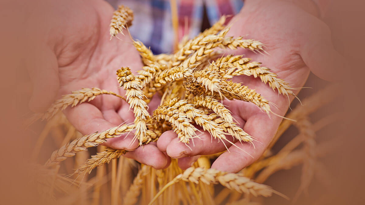 Rüyada Buğday Yıkamak: Anlamı ve Yorumu