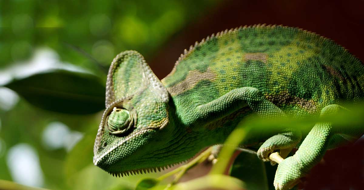 Rüyada Bukalemun Görmek: Anlamı ve Yorumu