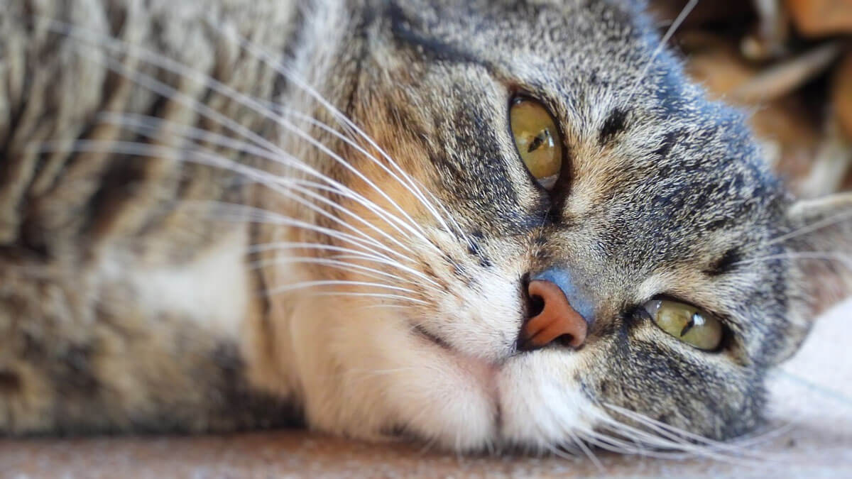 Rüyada Can Çekişen Kedi Görmek: Anlamı ve Yorumu