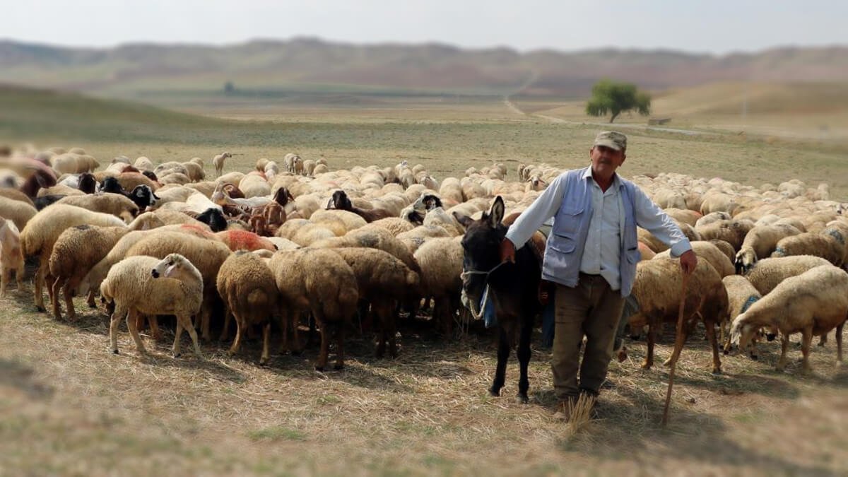 Rüyada Çoban Görmek Olmak, Çobanlık Yapmak Ne Anlama Gelir? - Diyadinnet