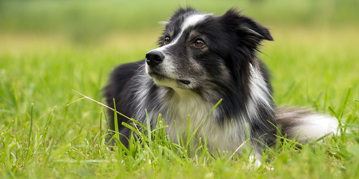 Rüyada Çoban Köpeği Görmek Ne Demek?