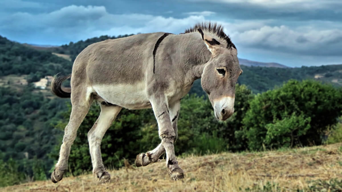 Rüyada Eşek Görmek