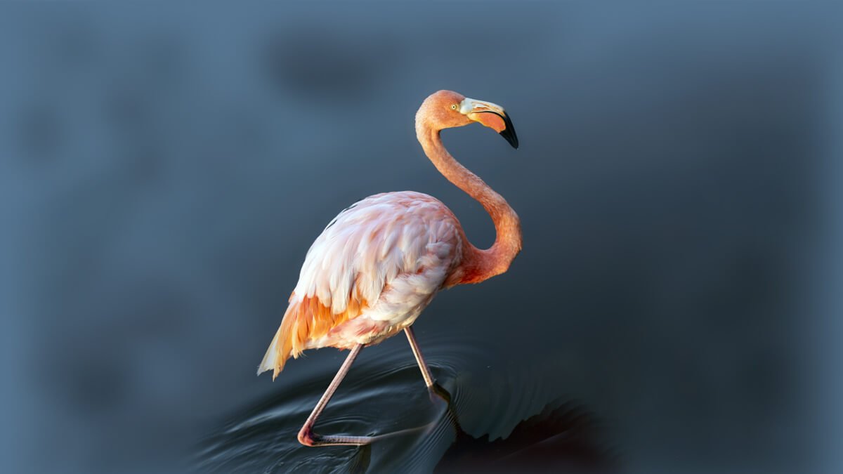 Rüyada Flamingo Görmek