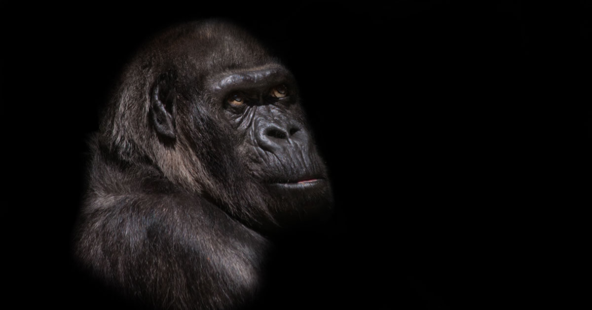 Rüyada Goril Görmek Ne Anlama Gelir?