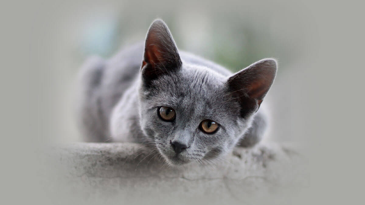 Rüyada Gri Kedi Görmek: Anlamı ve Yorumu