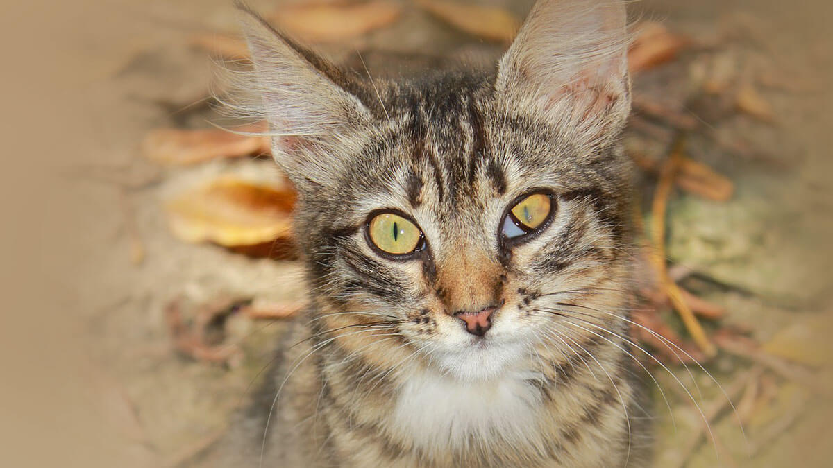 Rüyada Hasta Kedi Görmek: Anlamı ve Yorumu