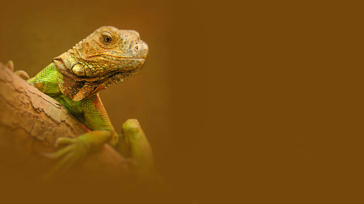 Rüyada İguana Görmek: Anlamı ve Yorumu